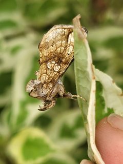 Polychrysia esmeralda by (c) djcooker, some rights reserved (CC BY), uploaded by djcooker. Used under a CC-BY license.