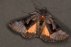 Syngrapha borea by (c) Trevor Van Loon, some rights reserved (CC BY), uploaded by Trevor Van Loon. Used under a CC-BY license.