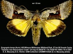 Syngrapha borea by (c) Doug Macaulay, some rights reserved (CC BY), uploaded by Doug Macaulay. Used under a CC-BY license.