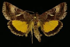 Syngrapha ignea by (c) Doug Macaulay, some rights reserved (CC BY), uploaded by Doug Macaulay. Used under a CC-BY license.