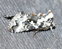 Syngrapha rectangula by (c) Roger Rittmaster, some rights reserved (CC BY), uploaded by Roger Rittmaster. Used under a CC-BY license.