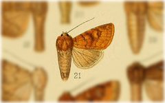 Resapamea venosa by no rights reserved, uploaded by Andreas Manz. Used under a CC0 license.