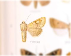 Resapamea venosa by no rights reserved, uploaded by Andreas Manz. Used under a CC0 license.