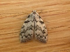 Nolinae by (c) Donald Hobern, some rights reserved (CC BY). Used under a CC-BY license.