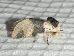 Furcula modesta by (c) Dan MacNeal, some rights reserved (CC BY), uploaded by Dan MacNeal. Used under a CC-BY license.