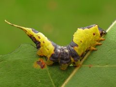 Furcula modesta by (c) Dan MacNeal, some rights reserved (CC BY), uploaded by Dan MacNeal. Used under a CC-BY license.