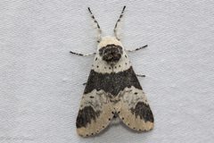 Furcula modesta by no rights reserved, uploaded by Kent McFarland. Used under a CC0 license.