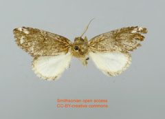 Rifargia ditta by no rights reserved, uploaded by Andreas Manz. Used under a CC0 license.