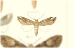Rifargia ditta by no rights reserved, uploaded by Andreas Manz. Used under a CC0 license.