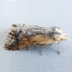 Dasylophia saturata by (c) jimeckert49, some rights reserved (CC BY). Used under a CC-BY license.