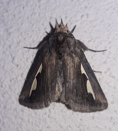 Didugua argentilinea by (c) Arthur de Jesús Chavarría Pérez, some rights reserved (CC BY), uploaded by Arthur de Jesús Chavarría Pérez. Used under a CC-BY license.
