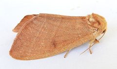 Datana perfusa by (c) jimeckert49, some rights reserved (CC BY). Used under a CC-BY license.