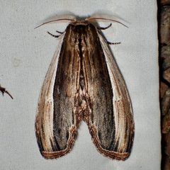 Truncaptera inopinata by (c) Sue Carnahan, some rights reserved (CC BY), uploaded by Sue Carnahan. Used under a CC-BY license.
