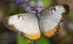 Mestra amymone by (c) John Rosford, some rights reserved (CC BY), uploaded by John Rosford. Used under a CC-BY license.