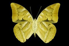 Archaeoprepona demophon by (c) Geoff Gallice, some rights reserved (CC BY). Used under a CC-BY license.