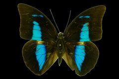 Archaeoprepona demophon by (c) Geoff Gallice, some rights reserved (CC BY). Used under a CC-BY license.
