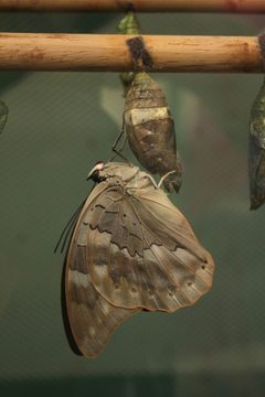 Archaeoprepona demophon by (c) 
Tim Sheerman-Chase, some rights reserved (CC BY). Used under a CC-BY license.