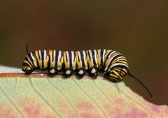 Danaus plexippus by (c) Christine Young, some rights reserved (CC BY), uploaded by Christine Young. Used under a CC-BY license.