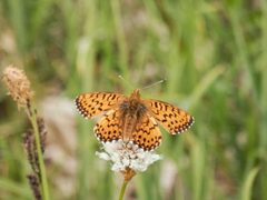 Boloria chariclea rainieri by (c) 101595408250610106310, some rights reserved (CC BY), uploaded by 101595408250610106310. Used under a CC-BY license.