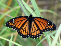 Limenitis archippus by (c) Benny Mazur, some rights reserved (CC BY). Used under a CC-BY license.