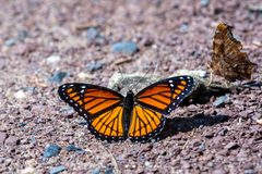 Limenitis archippus by (c) Troy B, some rights reserved (CC BY), uploaded by Troy B. Used under a CC-BY license.