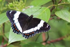 Limenitis arthemis rubrofasciata by (c) Carol Ann Vermeer, some rights reserved (CC BY), uploaded by Carol Ann Vermeer. Used under a CC-BY license.