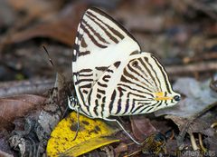 Colobura annulata by (c) Morten Ross, some rights reserved (CC BY), uploaded by Morten Ross. Used under a CC-BY license.