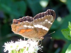 Anartia fatima by (c) Francisco Farriols Sarabia, some rights reserved (CC BY), uploaded by Francisco Farriols Sarabia. Used under a CC-BY license.