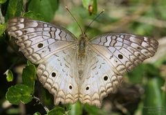 Anartia jatrophae by (c) John Rosford, some rights reserved (CC BY), uploaded by John Rosford. Used under a CC-BY license.