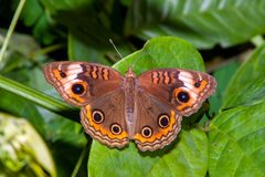 Junonia evarete by (c) dhfischer, some rights reserved (CC BY), uploaded by dhfischer. Used under a CC-BY license.