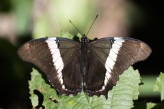 Siproeta epaphus by no rights reserved, uploaded by Frank Thomas Sautter. Used under a CC0 license.