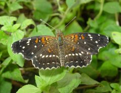 Anthanassa texana by (c) pondhawk, some rights reserved (CC BY). Used under a CC-BY license.