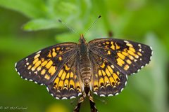 Chlosyne harrisii by no rights reserved, uploaded by Kent McFarland. Used under a CC0 license.