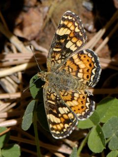 Phyciodes pulchella by (c) Elliott Gordon, some rights reserved (CC BY), uploaded by Elliott Gordon. Used under a CC-BY license.
