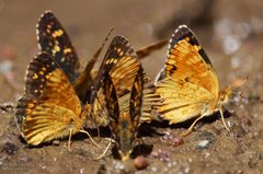 Phyciodes pulchella by (c) John Rosford, some rights reserved (CC BY), uploaded by John Rosford. Used under a CC-BY license.