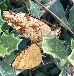 Phyciodes pulchella by no rights reserved, uploaded by Irene. Used under a CC0 license.