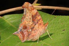 Polygonia interrogationis by (c) Judy Gallagher, some rights reserved (CC BY). Used under a CC-BY license.