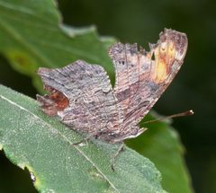 Polygonia progne by no rights reserved, uploaded by Greg Caspers. Used under a CC0 license.