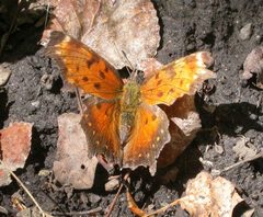 Polygonia progne by (c) Nick Block, some rights reserved (CC BY), uploaded by Nick Block. Used under a CC-BY license.