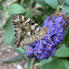 Vanessa cardui by (c) L.J. Lamera, some rights reserved (CC BY), uploaded by L.J. Lamera. Used under a CC-BY license.