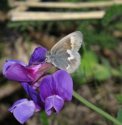 Coenonympha tullia kodiak by (c) Nick Block, some rights reserved (CC BY), uploaded by Nick Block. Used under a CC-BY license.