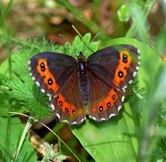 Erebia by (c) Kostas Zontanos, some rights reserved (CC BY), uploaded by Kostas Zontanos. Used under a CC-BY license.