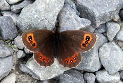 Erebia by (c) Jerry Lanfear, some rights reserved (CC BY), uploaded by Jerry Lanfear. Used under a CC-BY license.