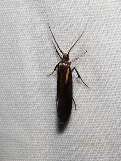 Mathildana flipria by (c) Evan M. Raskin, some rights reserved (CC BY), uploaded by Evan M. Raskin. Used under a CC-BY license.