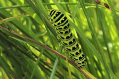 Papilio machaon hudsonianus by (c) Quinten Wiegersma, some rights reserved (CC BY), uploaded by Quinten Wiegersma. Used under a CC-BY license.