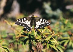 Papilio machaon hudsonianus by (c) Doug Macaulay, some rights reserved (CC BY), uploaded by Doug Macaulay. Used under a CC-BY license.