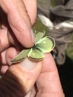 Colias behrii by (c) Christine Melvin, some rights reserved (CC BY), uploaded by Christine Melvin. Used under a CC-BY license.