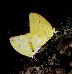 Phoebis neocypris by (c) desertnaturalist, some rights reserved (CC BY), uploaded by desertnaturalist. Used under a CC-BY license.