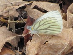Pieris oleracea by (c) Steven Joyner, some rights reserved (CC BY), uploaded by Steven Joyner. Used under a CC-BY license.
