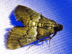 Macalla zelleri by (c) Annika Lindqvist, some rights reserved (CC BY), uploaded by Annika Lindqvist. Used under a CC-BY license.